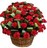 Ритуальная корзина из живых цветов 50 красных гвоздик с зеленью