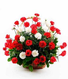 Ритуальная корзина из живых цветов 50 красных и белых гвоздик