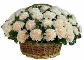 Ритуальная корзина из живых цветов 50 белых гвоздик